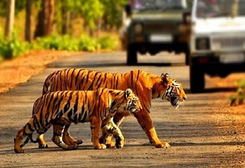  Pench National Park Tour